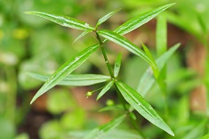 Candidate A - Plant photo